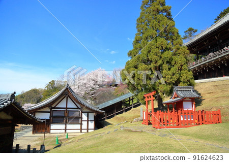 Nara Sakura Nigatsudo Nara Sakura Nigatsudo 91624623