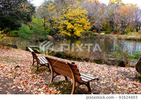 Wooden bench and fallen leaves Wooden bench and fallen leaves 91624803