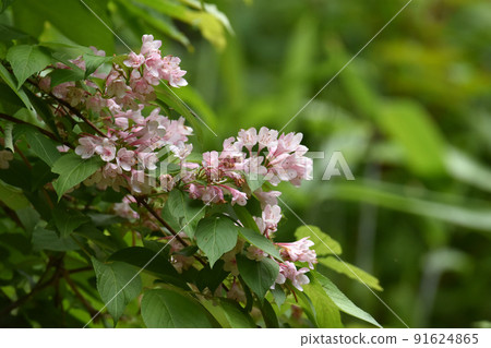 Weigela hortensis blooming in Nojiri Kogen University Village Weigela hortensis blooming in Nojiri Kogen University Village 91624865