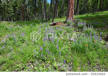 Wildflowers on Lion Mountain Trail near Whitefish, Montana. 91624883
