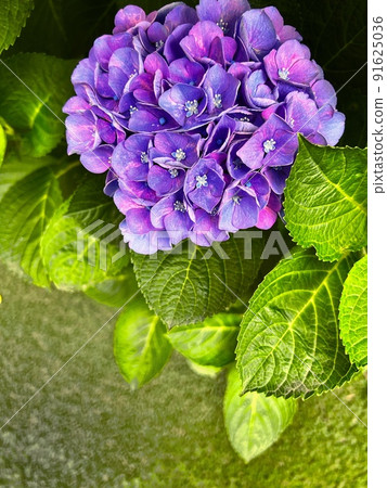 Purple flowers, purple hydrangea, landscape with hydrangea, hydrangea in full bloom Purple flowers, purple hydrangea, landscape with hydrangea, hydrangea in full bloom 91625036