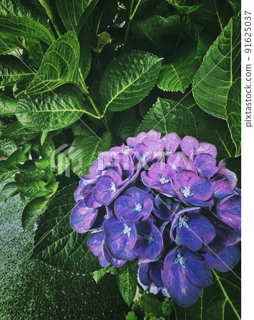 Purple flowers, purple hydrangea, landscape with hydrangea, hydrangea in full bloom 91625037