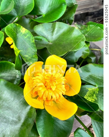 河骨花、黃花、黃水草、水邊黃花、天然池塘花、日本藥典記載的生藥 河骨花、黃花、黃水草、水邊黃花、天然池塘花、日本藥典記載的生藥 91625045