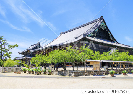 高田元山千壽寺盛開的哈斯 高田元山千壽寺盛開的哈斯 91625054