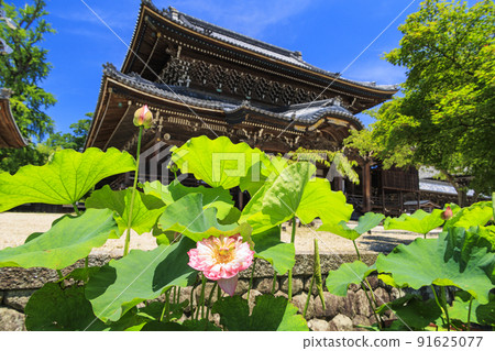 Hass blooming at Senjuji Temple in Takada Motoyama 91625077
