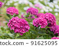Hydrangea 91625095