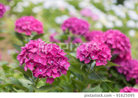 Hydrangea Hydrangea 91625095