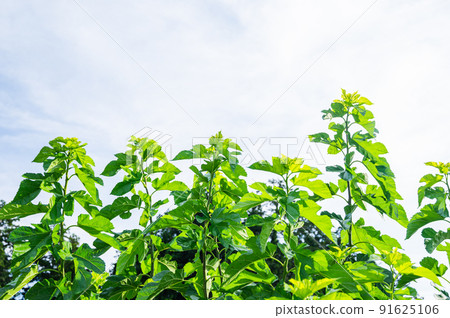 A straight mulberry tree A straight mulberry tree 91625106