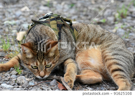 Kijitora cat walking on the plateau with a lead Kijitora cat walking on the plateau with a lead 91625108