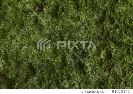 Mossy ground Mossy ground 91625143