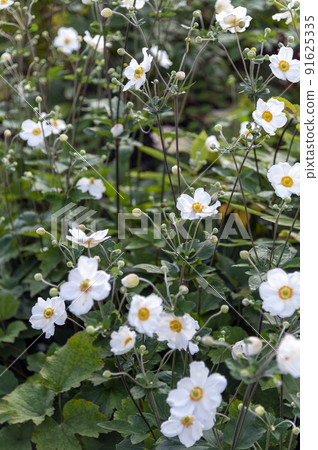 White anemone (Akimei chrysanthemum) 91625335