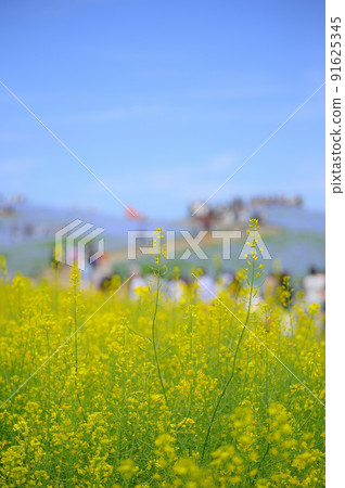 常陸那珂的油菜花和油菜花 91625345