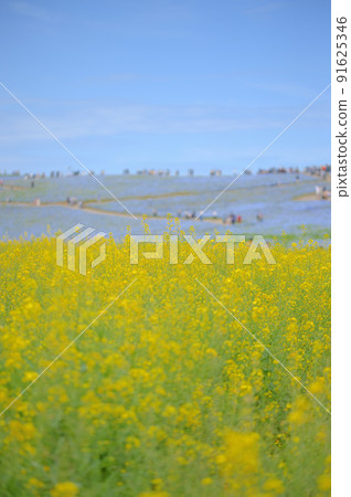 常陸那珂的油菜花和油菜花 常陸那珂的油菜花和油菜花 91625346