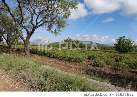 Rose farm in Turkey Usparta 91625652