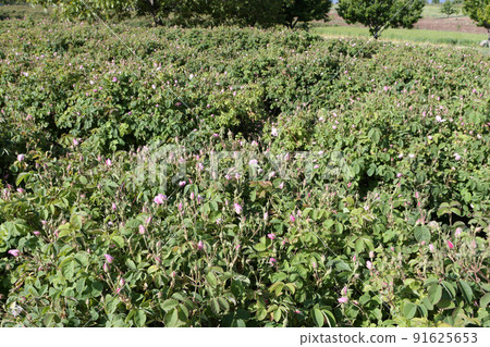 Rose farm in Turkey Usparta Rose farm in Turkey Usparta 91625653