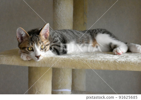 Sabatra kitten overlooking the surroundings from the cat tower Sabatra kitten overlooking the surroundings from the cat tower 91625685