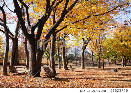深秋的奧林匹克公園 91625726