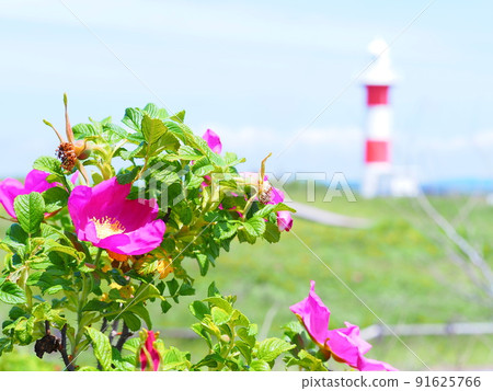 Superb view of Hokkaido Ishikari Hamanasu no Oka Park Hamanasu flowers and lighthouse Superb view of Hokkaido Ishikari Hamanasu no Oka Park Hamanasu flowers and lighthouse 91625766
