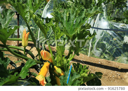 Ushimado Zukchini field Ushimado Zukchini field 91625780