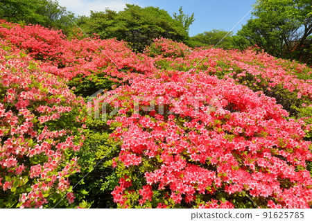 Yumoto, Nasu-machi, Nasu-gun, Tochigi Prefecture Yamatsutsuji community in Yahata Azalea Garden in Nasu 91625785
