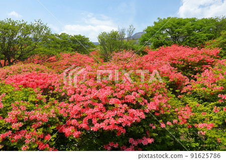 Yumoto, Nasu-machi, Nasu-gun, Tochigi Prefecture Yamatsutsuji community in Yahata Azalea Garden in Nasu 91625786