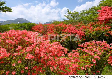 Yumoto, Nasu-machi, Nasu-gun, Tochigi Prefecture Yamatsutsuji community in Yahata Azalea Garden in Nasu 91625790