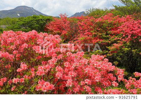 栃木縣那須郡那須町湯本那須八幡杜鵑花園山辻社區 栃木縣那須郡那須町湯本那須八幡杜鵑花園山辻社區 91625791