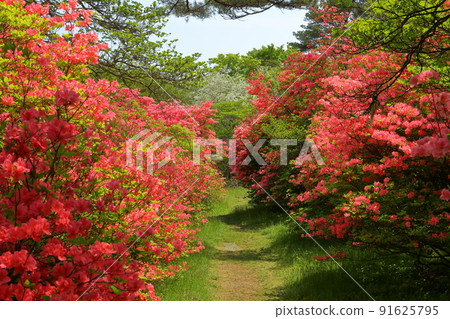 Yumoto, Nasu-machi, Nasu-gun, Tochigi Prefecture Yamatsutsuji community in Yahata Azalea Garden in Nasu 91625795