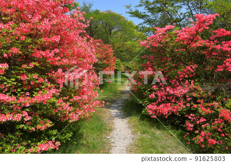 Yumoto, Nasu-machi, Nasu-gun, Tochigi Prefecture Yamatsutsuji community in Yahata Azalea Garden in Nasu 91625803