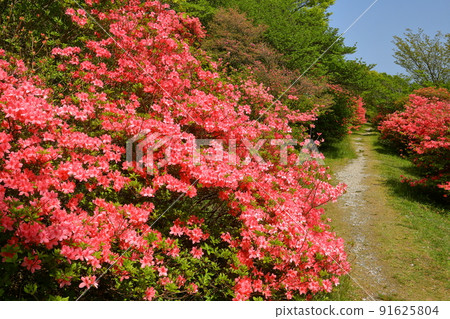 Yumoto, Nasu-machi, Nasu-gun, Tochigi Prefecture Yamatsutsuji community in Yahata Azalea Garden in Nasu 91625804