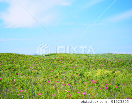 Superb view of Hokkaido Ishikari Hamanasu no Oka Park Hamanasu flower garden 91625805