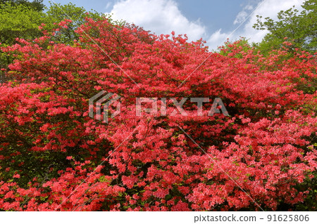 Yumoto, Nasu-machi, Nasu-gun, Tochigi Prefecture Yamatsutsuji community in Yahata Azalea Garden in Nasu 91625806