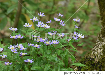 Nojiri Kogen Nogiku blooming in a university village Miyakowasure 91625839
