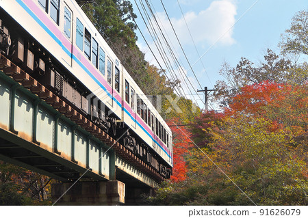 Eizan Electric Railway entering the "Maple Tunnel" in autumn colors Eizan Electric Railway entering the "Maple Tunnel" in autumn colors 91626079