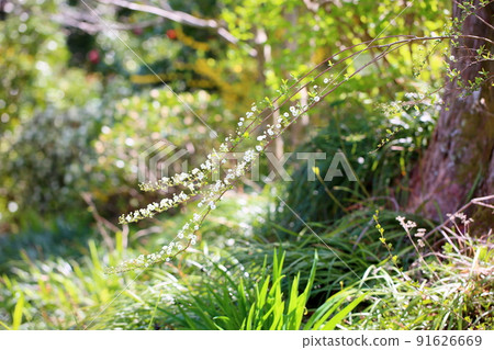 Flower of a sagebird Flower of a sagebird 91626669