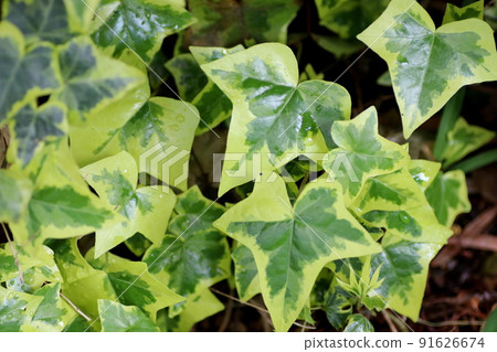 室內植物常春藤 91626674