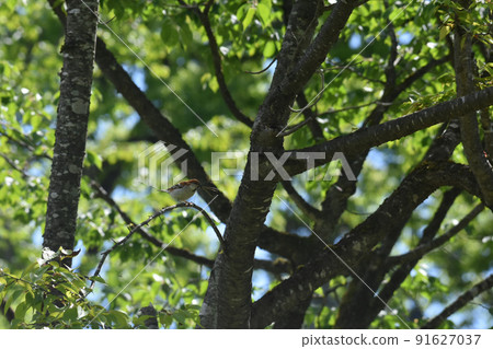 Nojiri Kogen University Village Wild Bird Russet Sparrow 91627037
