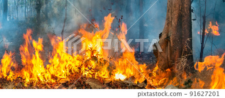 Wildfire disaster in tropical forest caused by human 91627201