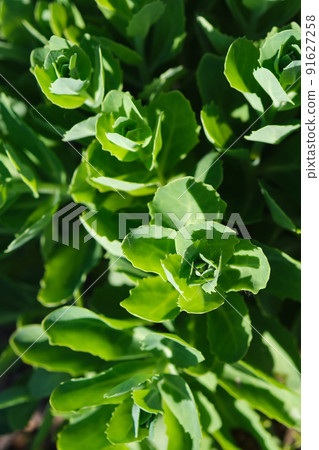 Aeonium crassulaceae flower in natural conditions. 91627258