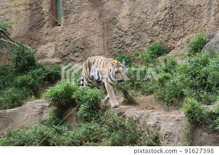 Slowly approaching Amur tiger Slowly approaching Amur tiger 91627398
