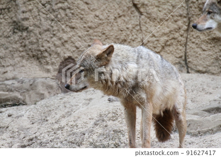 Eurasian wolf with its tail down 91627417