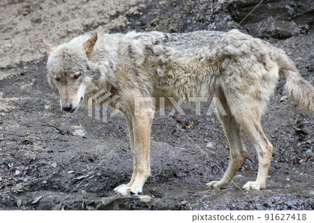 Sideways whole body of a European wolf 91627418