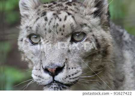 Snow leopard face up 91627422