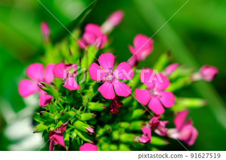 Hama Nadeshiko / Fuji Nadeshiko / Bena Nadeshiko 91627519