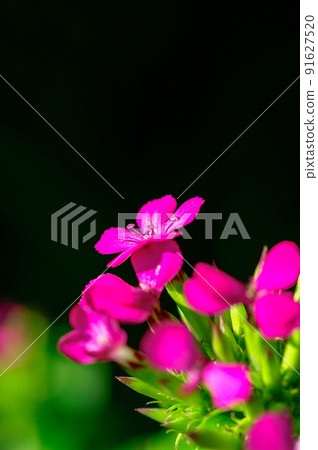 Hama Nadeshiko / Fuji Nadeshiko / Bena Nadeshiko Hama Nadeshiko / Fuji Nadeshiko / Bena Nadeshiko 91627520