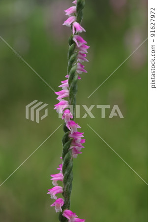 春天在日本花園裡盛開的紫錐菊粉紅色花朵 91627972