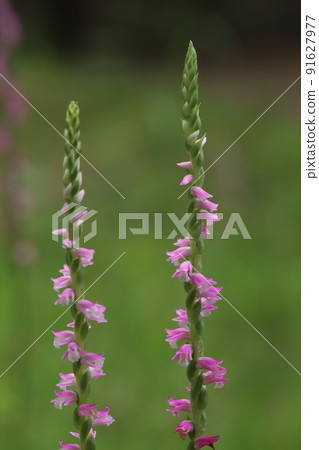 春天在日本花園裡盛開的紫錐菊粉紅色花朵 91627977