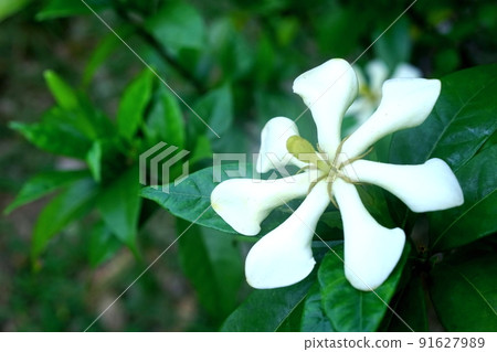 熱帶的白花 熱帶的白花 91627989