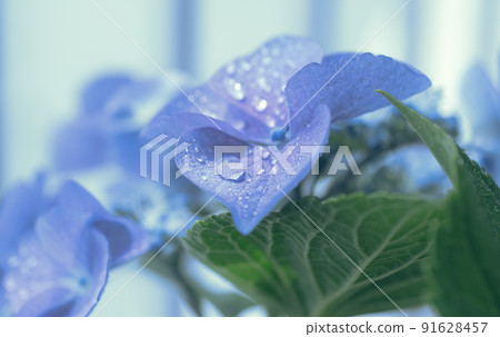 繡球 繡球 91628457