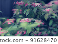 Yamah繡球花 91628470